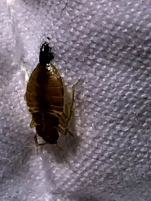 Bed Bugs Exterminator Lorain