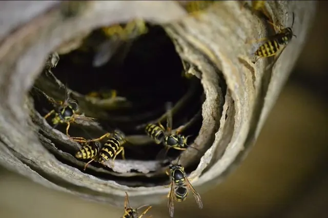 The Bee Man