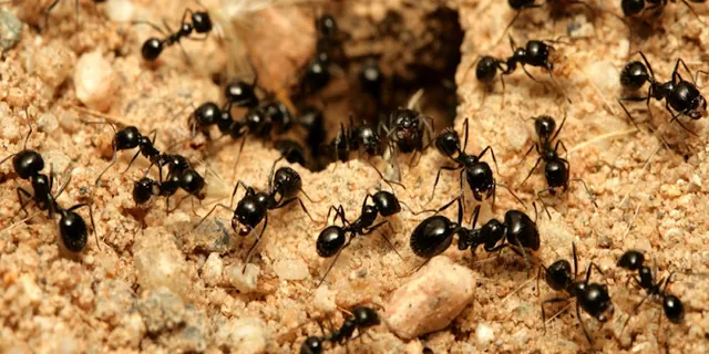 McVeen & Sons' Pest & Termite Control