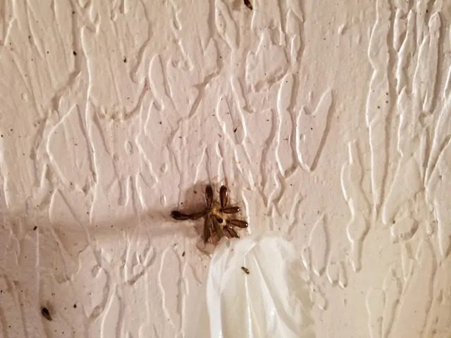 Loveless Exterminating LLC