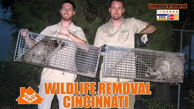 Wildlife Control Cincinnati