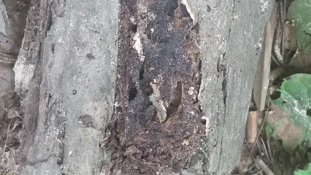 First Choice Pest Control