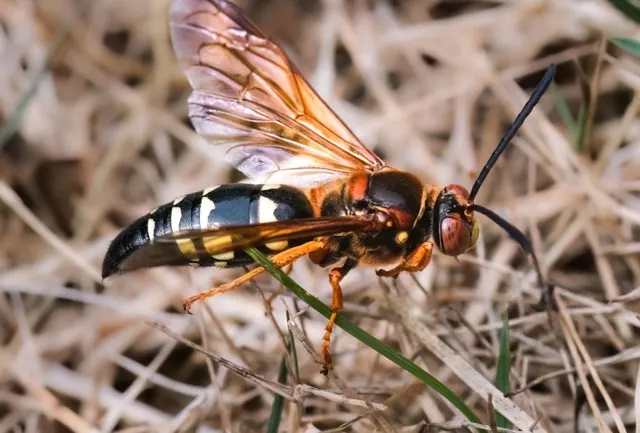 Maximum Termite & Pest Control