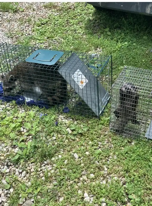 Ultimate Pro Wildlife Removal