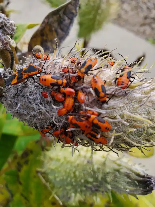 Hosterman's Home Services Pest Management