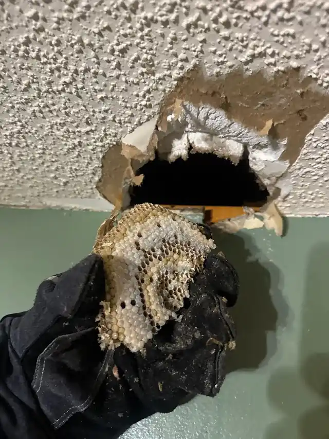 The Bee Man, LLC