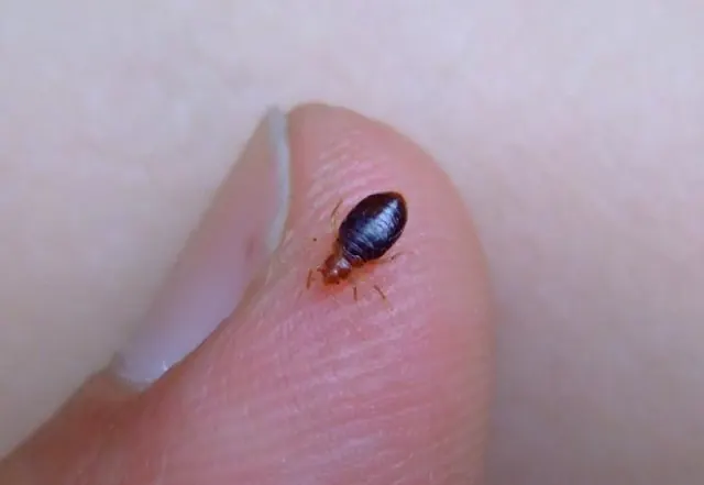 Bed Bug Exterminator Dayton