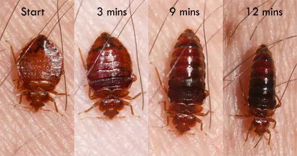 Aabate Termite & Pest Control