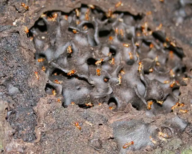Empire Termite and Pest Control
