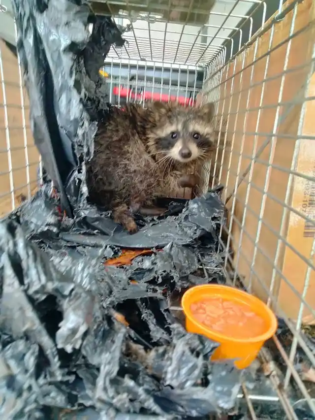 Defiance Animal Removal