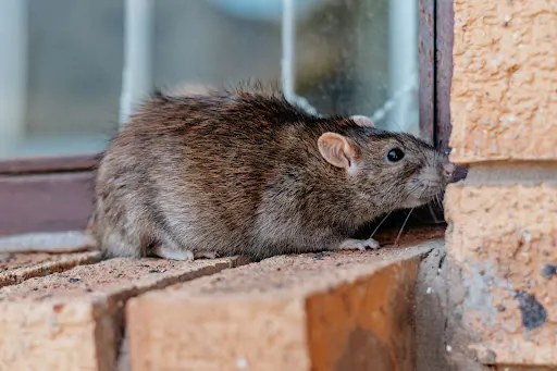 Select Choice Pest Control