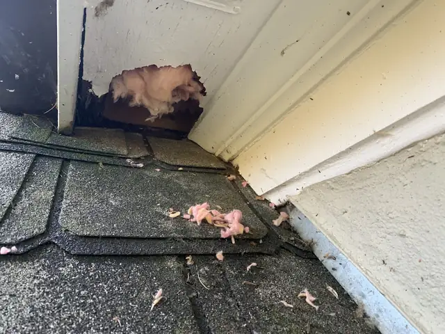 Remove & Repair Wildlife Services