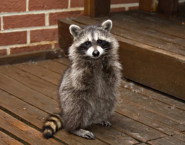 JAMCO Wildlife Control