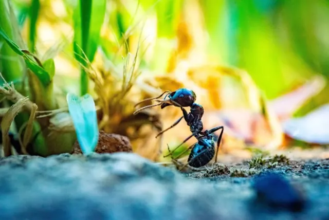Lawn Plus Pest Control Services