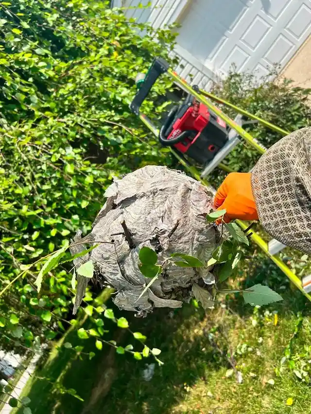 Bee Honest Pest Control