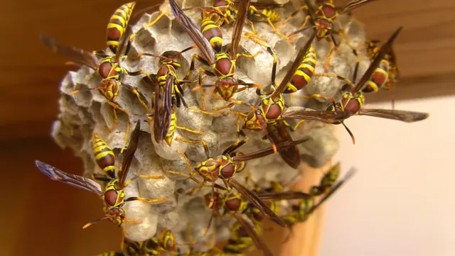 419 Pest Control LLC