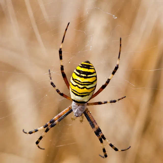 Termiteco Pest Control