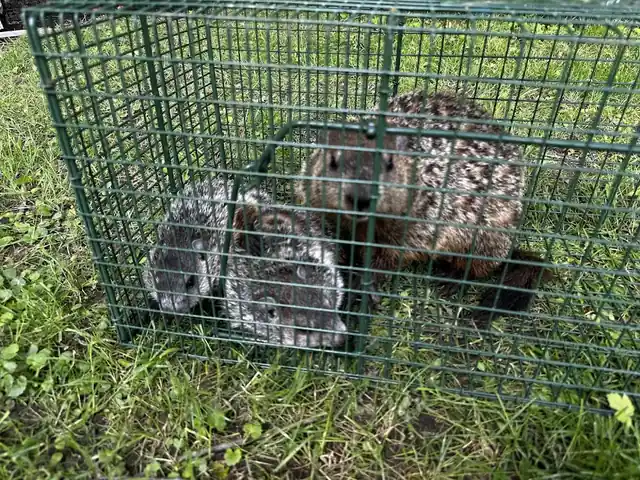 Trappy's Wildlife Control