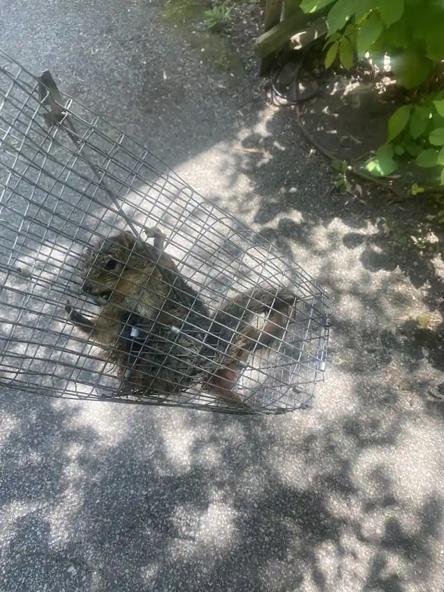 Pest Eviction