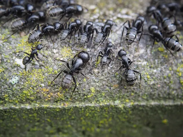 Total Extermination