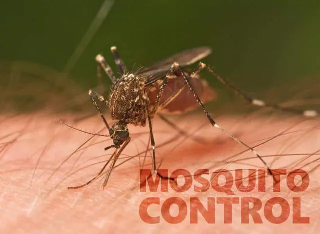 AllPest Pest Control & Wildlife Removal