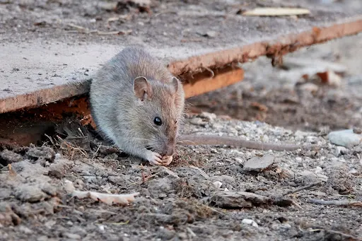 Perfect Choice Pest Control