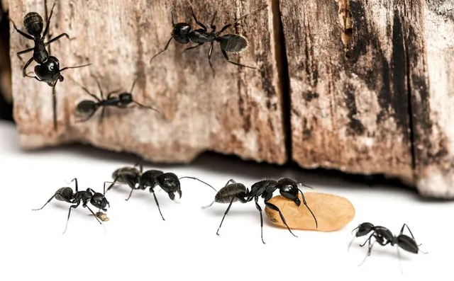 Excalibur Termite & Pest Control