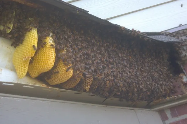 Clearly The Best Bees