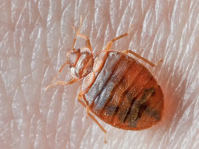 Buggish Pest Control LLC