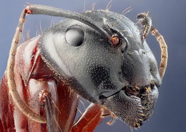 Culex Pest Control