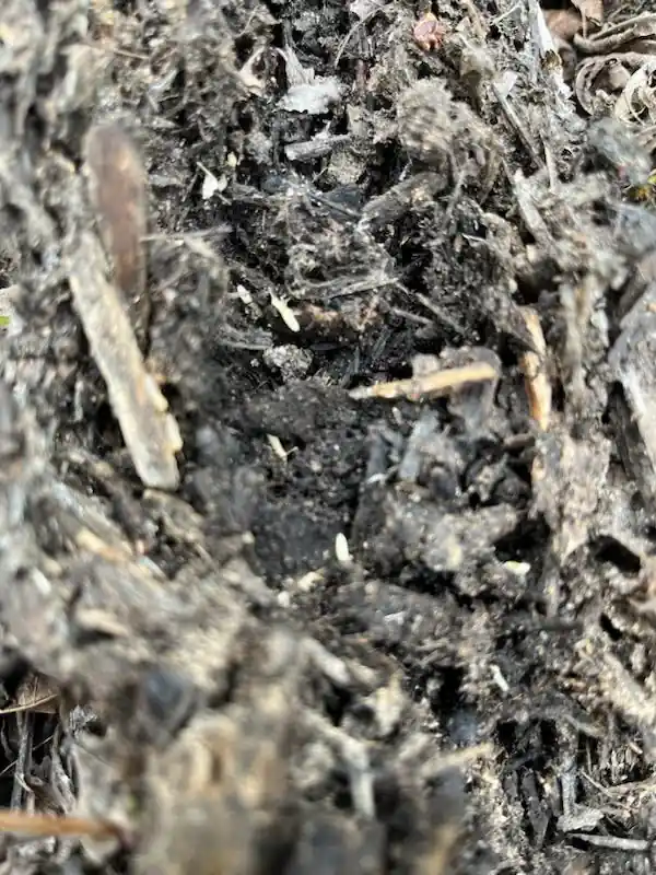 Aardvark Pest Pro