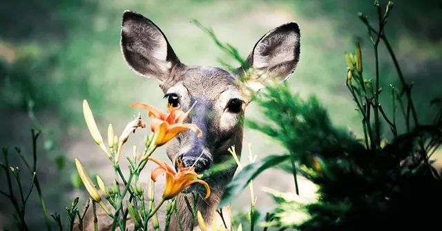 En Garde Deer Defense, LLC