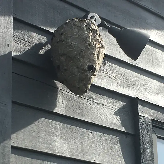 Vollman Pest Control