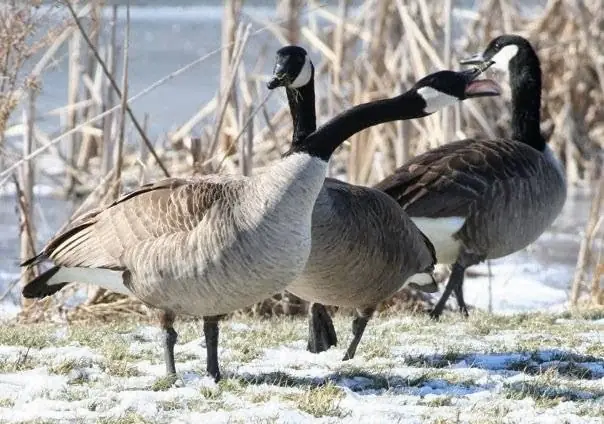 Wild Geese Control LLC