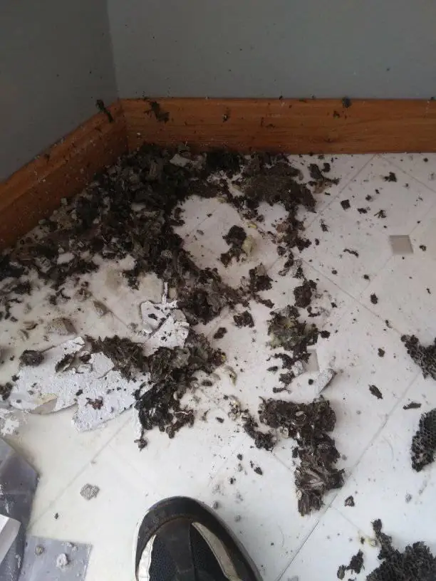 Bogner's Exterminating