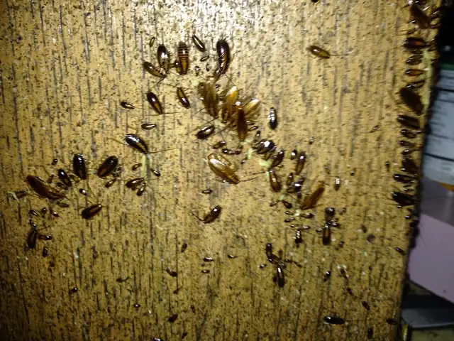 Shelby County Pest Control