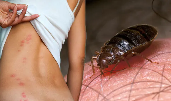 Tri-City Termite and Pest Control