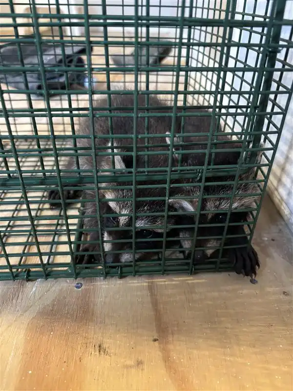 Brookside Wildlife Control