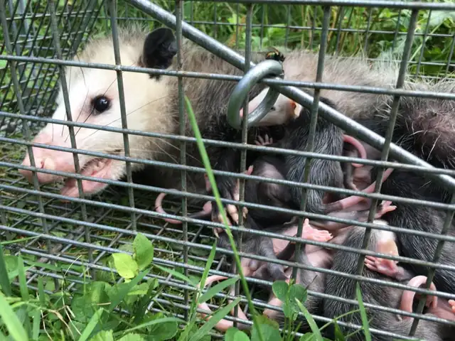 Trapperz Wildlife Removal