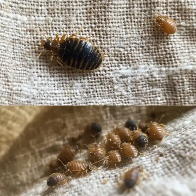 Bed Bug Exterminator Toledo