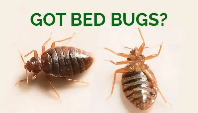 Thermo Force Exterminators