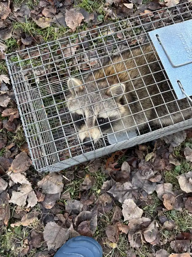 Prime Wildlife Removal LLC