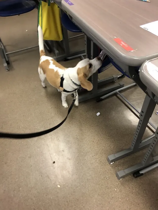 Four Paws K-9 Detection, LLC