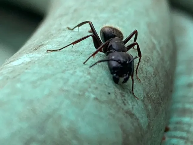Roach Reaper Pest Control