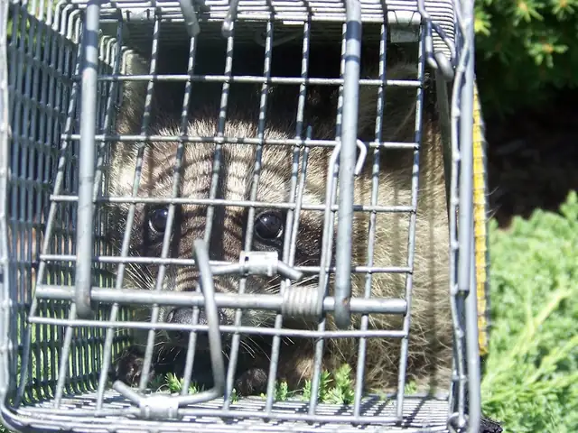 Columbus Wildlife Control Professionals