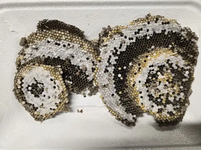 StruBees Pest Control