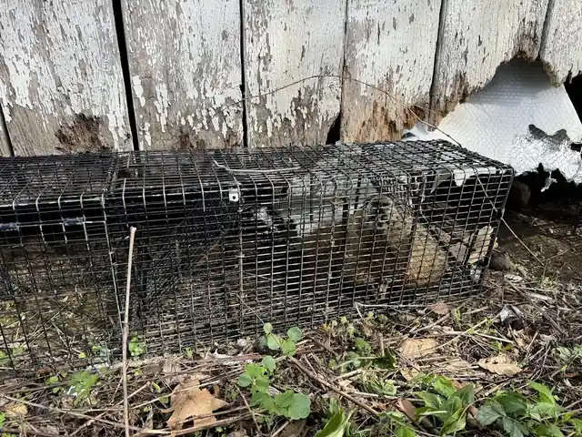 Green Valley Wildlife Solutions LLC