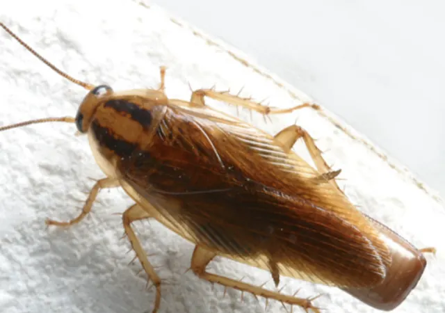 Combat Pest Control Columbus Exterminator