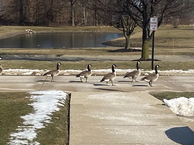 Geese Chasers Ohio