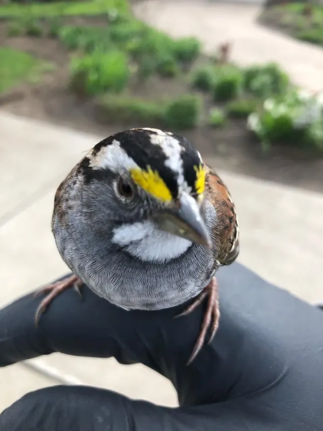 Nuisance Animal Removal LLC